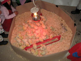 Baby Chick in the coop