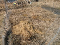 Manure around blueberry