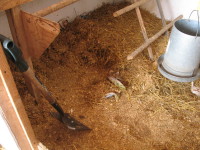 Chicken Coop