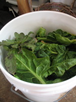 Spinach from last year