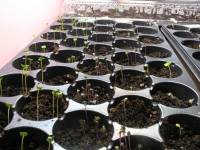 Most cabbage seeds sprouted