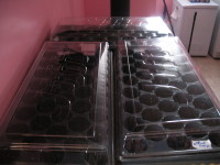 Seeds waiting to sprout