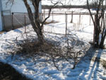 Branches cut down from crab apple trees